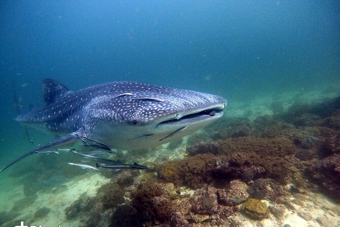 Scuba Diving Trips to Dimaniyat Islands - Leaving Al Seeb Port for open water