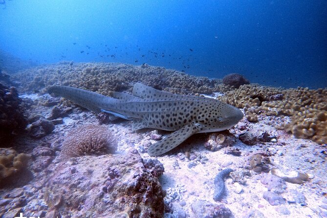 Scuba Diving Trips to Dimaniyat Islands - What you may see below the surface