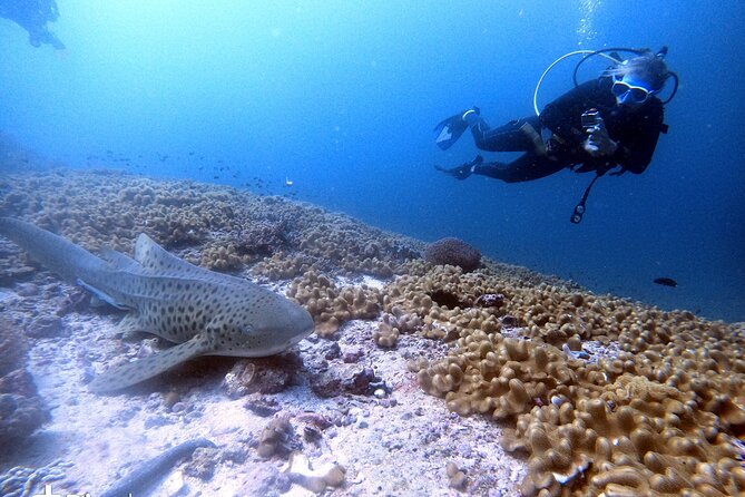 Scuba Diving Trips to Dimaniyat Islands - Choosing snorkeling or scuba