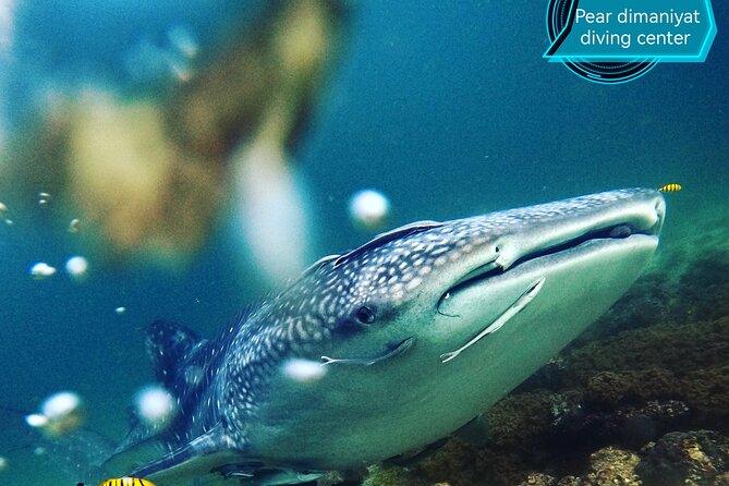 Scuba Diving Trips to Dimaniyat Islands - When the $176 price makes sense