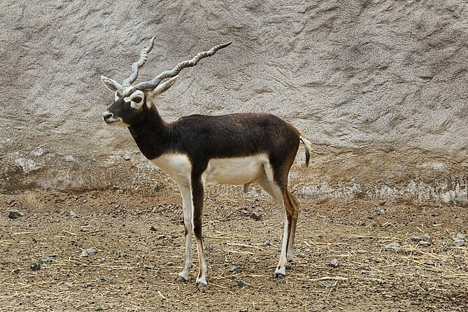 Small Group Safari World with Sunset in Wahiba Desert Tour - Dinner at Sama Al Wasil