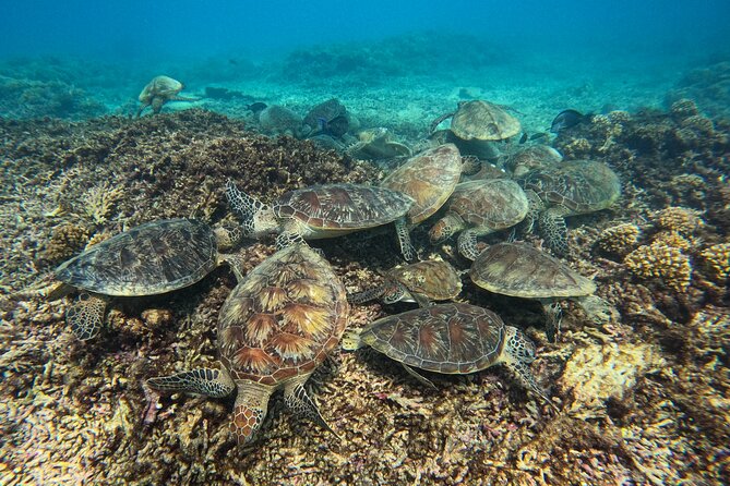 Snorkeling Adventure to Daymaniat Islands - Why the Daymaniat Islands are worth the boat ride