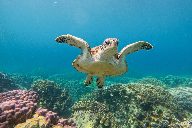 Snorkeling Adventure to Daymaniat Islands - First look at the snorkeling sites