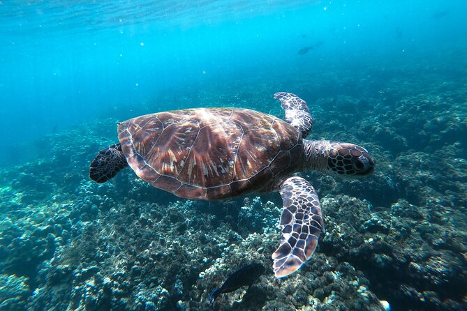 Snorkeling Adventure to Daymaniat Islands - The second stop adds variety