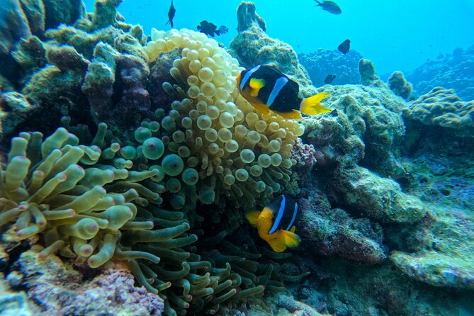 Snorkeling Adventure to Daymaniat Islands - Food, water, and the no-plastic approach