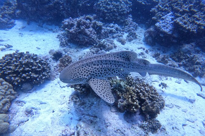 Snorkeling Adventure to Daymaniat Islands - What the $110 price really covers