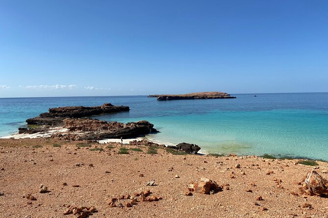 Snorkeling at Dimaniyat Islands and Dolphin Watching - Dolphin watching and the limits of wildlife promises