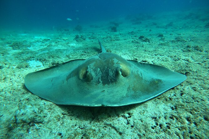 Snorkeling at Dimaniyat Islands and Dolphin Watching - The Al Alam Palace photo stop