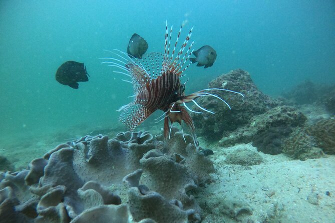 Snorkeling at Dimaniyat Islands and Dolphin Watching - Who should book this Dimaniyat Islands trip?