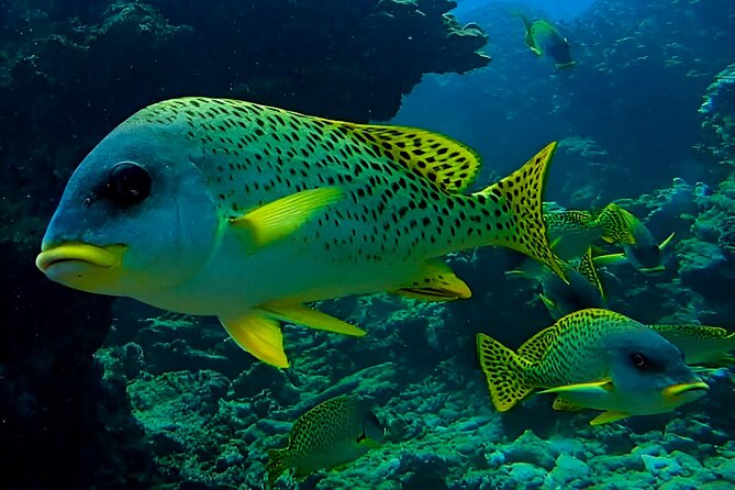 Snorkeling Experience at Ad Daymaniyat Islands in Muscat - Leaving Seeb for the Ad Daymaniyat Islands