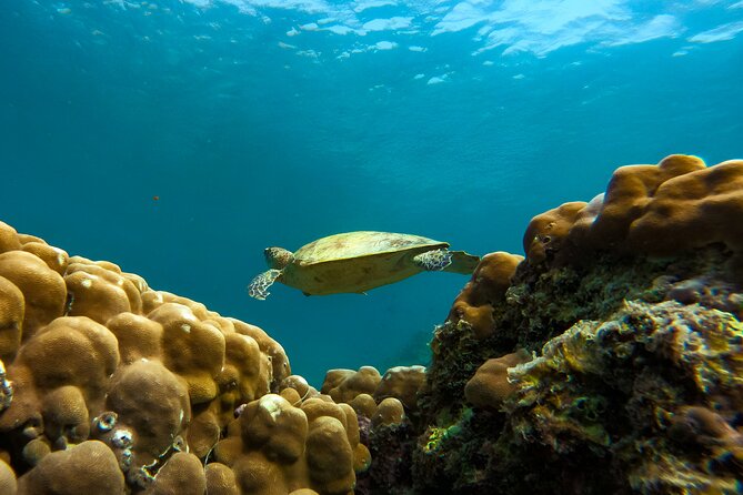 Snorkeling Experience at Ad Daymaniyat Islands in Muscat - Second and third stops: different coral and sea life