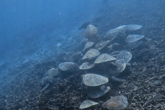 Snorkeling Experience at Ad Daymaniyat Islands in Muscat - A closer look at the coral and creatures