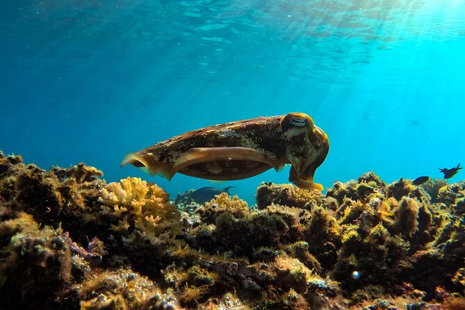 Snorkeling Experience at Ad Daymaniyat Islands in Muscat - Why the small group size matters