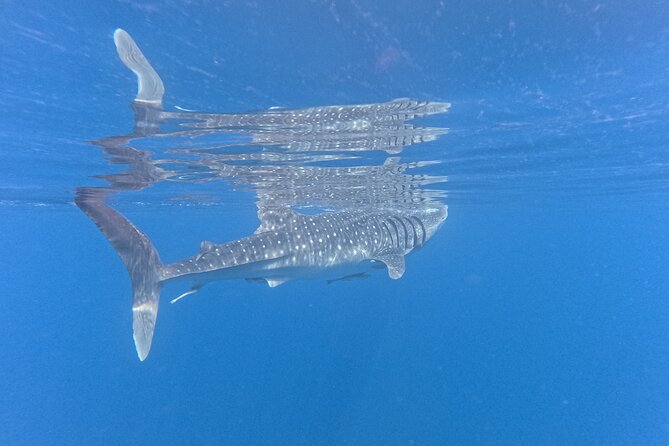 Snorkeling Experience at Ad Daymaniyat Islands in Muscat - Is $99 a fair price?