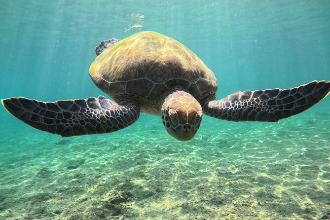 Snorkeling Experience at Ad Daymaniyat Islands in Muscat - Who will enjoy this most?