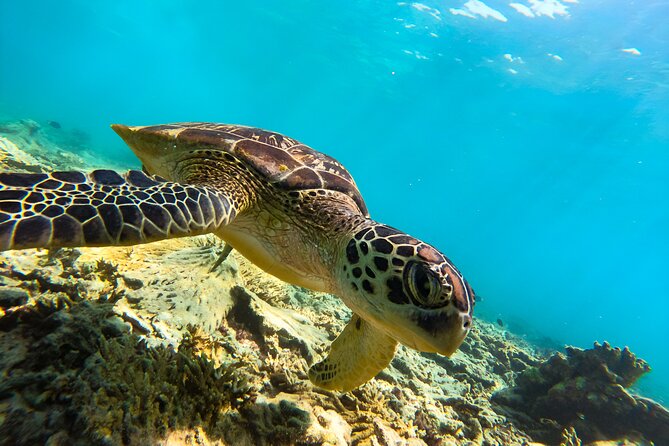 Snorkeling Experience at Ad Daymaniyat Islands in Muscat - First stop: where the turtles may gather