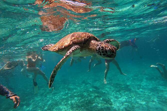Snorkeling in Daymaniat Island - What changes from November through April