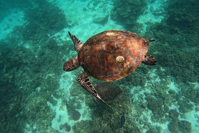Snorkeling in Daymaniat Island - Who will enjoy this outing most?