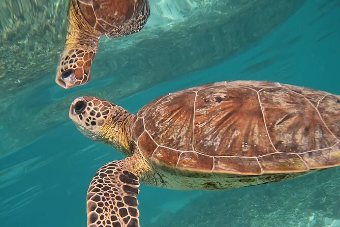 Snorkeling in Daymaniat Island - Booking, cancellation, and small practical details