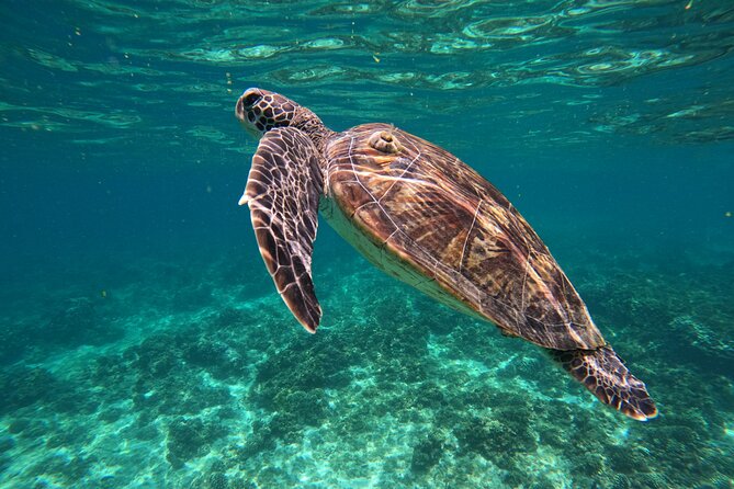 Snorkeling in Daymaniat Island - A faster, more comfortable ride to the islands