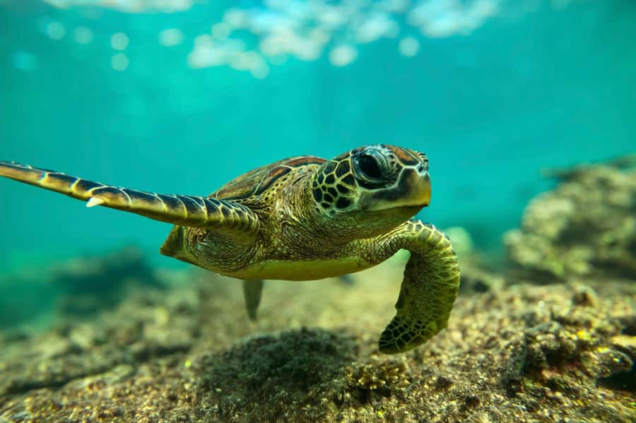 Snorkeling with turtles at Ad Daymaniyat Islands - Three hours among turtles, coral, and fish