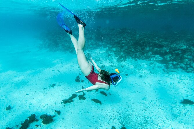 Snorkelling tours to Daymaniyat island - First snorkeling site: your best chance for marine life