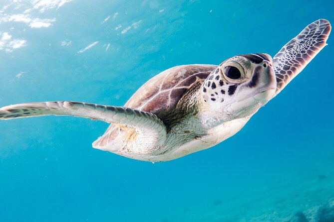 Snorkelling tours to Daymaniyat island - Who will enjoy this most?