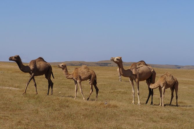 Splendours of Far West Coast - beaches, cliffs, panoramic views - The private vehicle changes the feel of the day