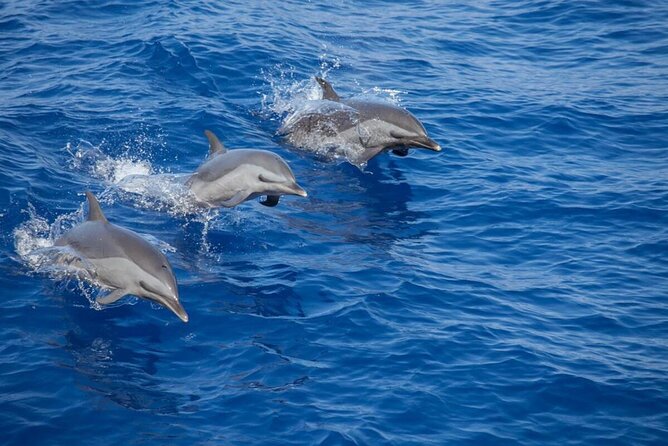 The Jewel of Muscat Sea, Daymaniyat Islands - Key points before you book