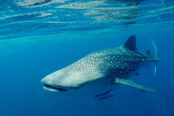 The Jewel of Muscat Sea, Daymaniyat Islands - Reaching the Daymaniyat Islands Nature Reserve