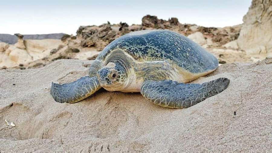 Tour Fatimah-2 Day 1 Night in Ras Al Hadd,Oman Tours Package - Key points to know before booking