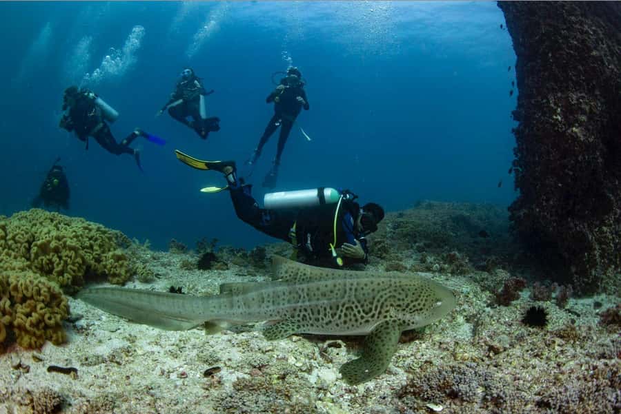 Try scuba Diving Tours To Daymaniyat Islands. - From Seeb Marina to the Daymaniyat Islands