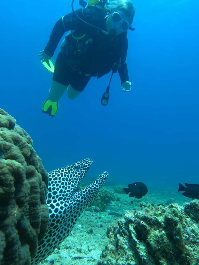 Try scuba Diving Tours To Daymaniyat Islands. - What you may see around Oman’s first nature reserve