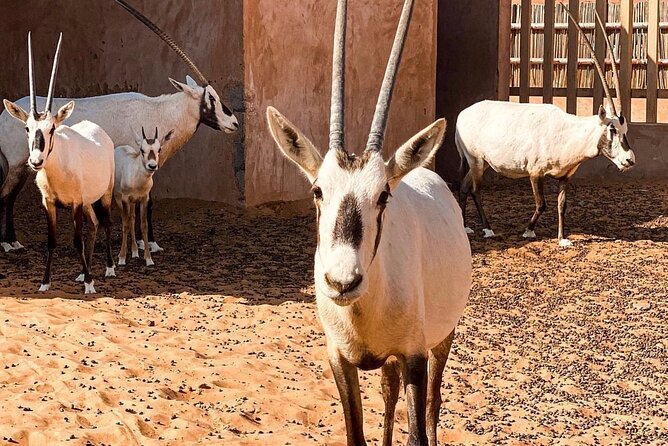 Wadi Bani Khaled & Desert Safari - Muscat, Oman - The guide can make or break the day