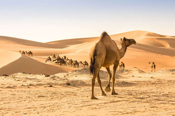 Wadi Bani Khaled & Desert Safari - Muscat, Oman - Who should book this Oman day trip?