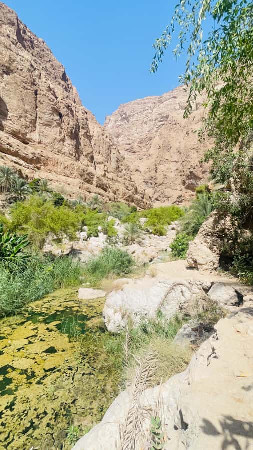 Wadi Shab Parking Meet the Local Guide for Self drivers - Who should book, and who should skip it