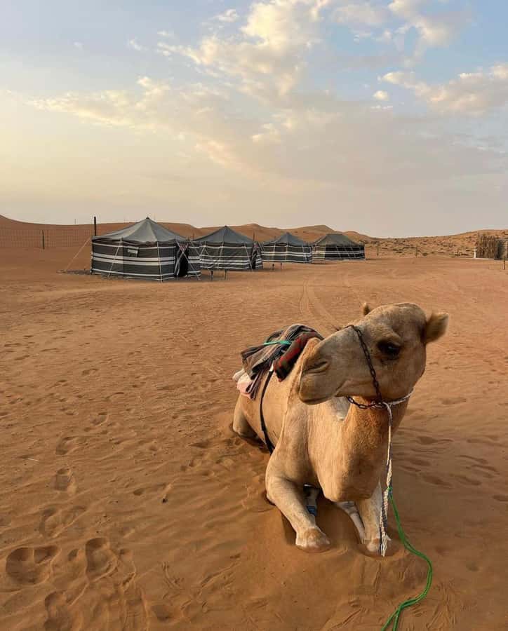 Wahiba Desert Safari Adventure , Swimm in Wadi Bani Khalid - Is $159 per person good value?
