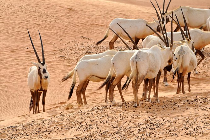 Wahiba Sand & Wadi merci khaled - Crossing the Wahiba desert