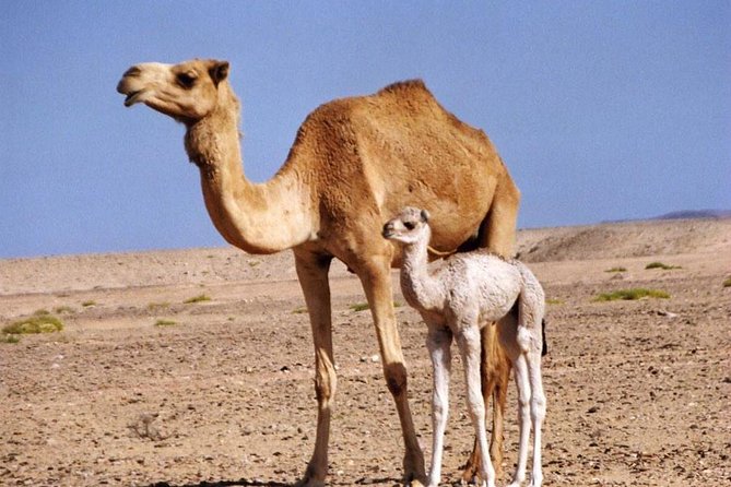 Wahiba Sands and Desert Safari from Muscat - Wadi Bani Khalid brings the day into cool water
