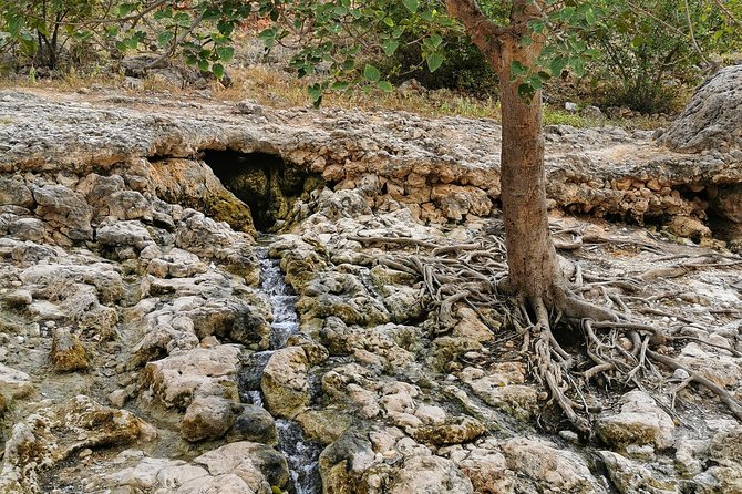 West Salalah, Al Mughsail Beach, White Beach, Frankincense Tree (Half day Tour) - A private vehicle changes the feel of the day