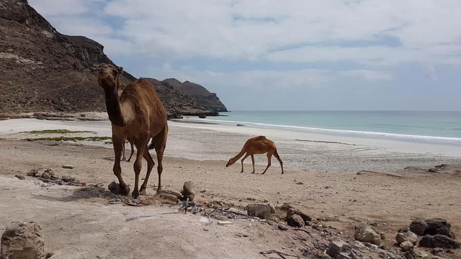 West Salalah: Caribbean of the Orient Fazayah Beaches & City - Two hours at Fazayah Beach