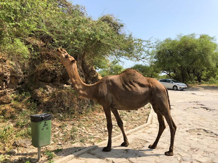 West Salalah Highlights: Coastal Wonders & Scenic Views - Who should book this West Salalah trip?