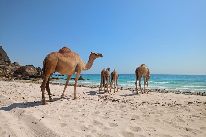 West Salalah Tour by VisitSalalah - Mohammed’s Guiding Style