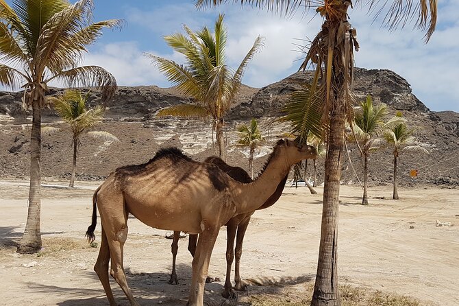 West Salalah Tour - Caribbean of Orient - Fazayah Beach with City - Coconut Beach, Al Husn, and Salalah’s fruit farms