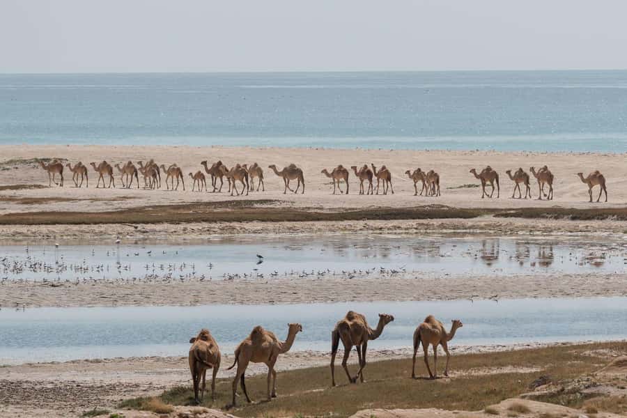 West Salalah Tour Fazayah Beach, Al Mughsail beach, Blowhole - Key points before you book