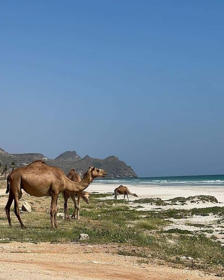 West Salalah Tour Fazayah Beach, Al Mughsail beach, Blowhole - Should you add the Omani BBQ?