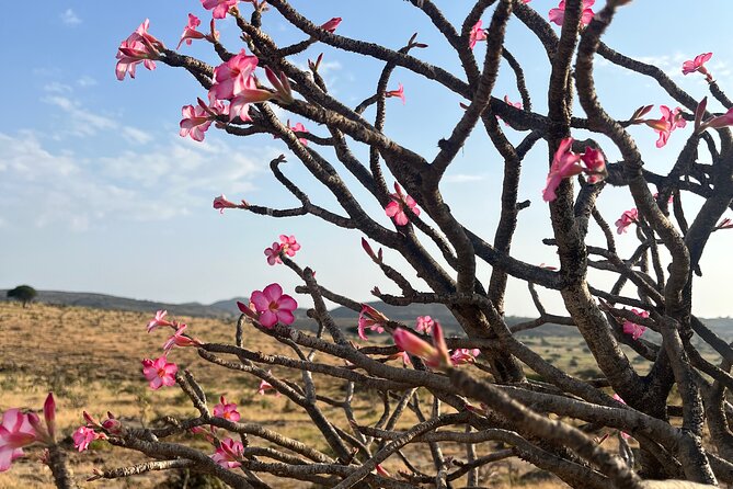 Your Salalah Tour-Your German speaking tour provider/mountain tour - Why this Salalah mountain tour is worth considering